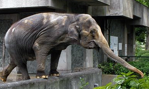hanako elefante universidad _ stepienybarno hanako elefante universidad _ stepienybarno