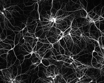 0. neuron-network-stepienybarno-colectivos-arquitectura-gestalt 0. neuron-network-stepienybarno-colectivos-arquitectura-gestalt